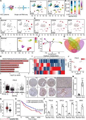 6-Phosphogluconolactonase Promotes Hepatocellular Carcinogenesis by Activating Pentose Phosphate Pathway